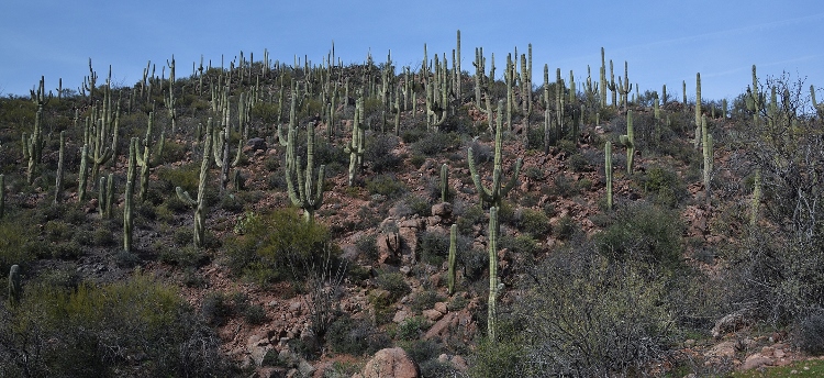 sea of saguaros on mountainside
